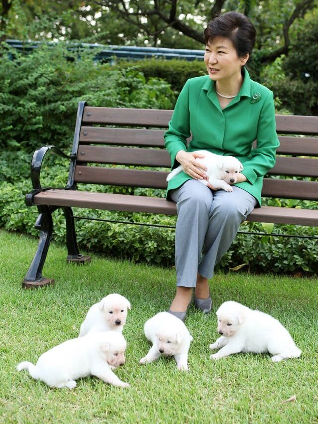 Park Geun-Hye sits on a park bench with five Korean Jindo puppies.