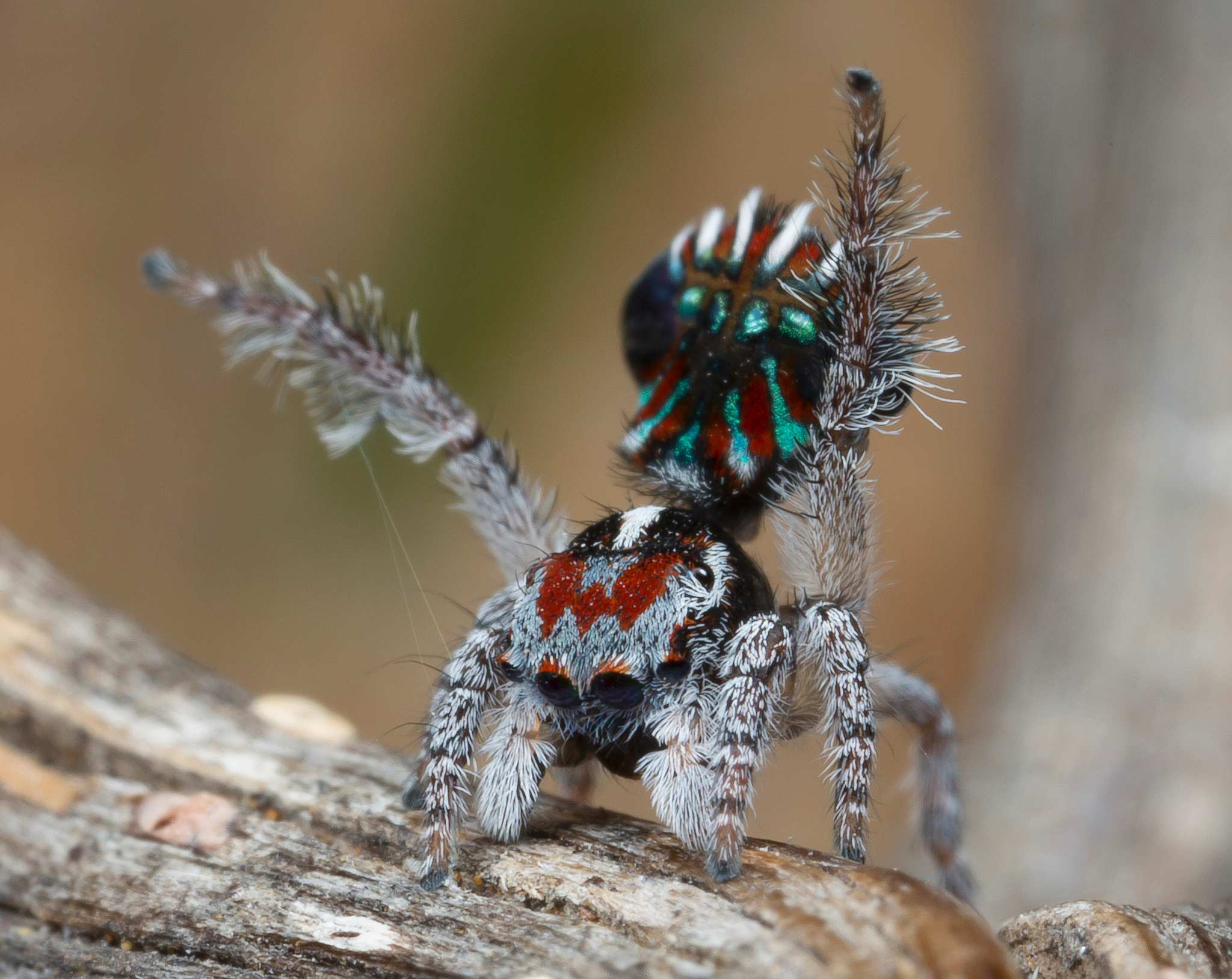 Maratus cristatus, uusi riikinkukkohämähäkkilaji.