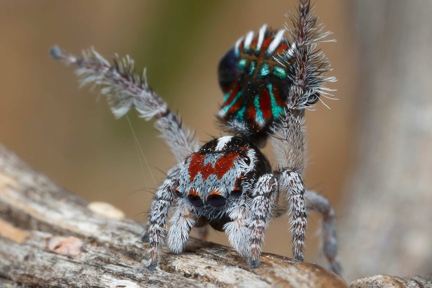 Maratus cristatus, a new species of peacock spiders.
