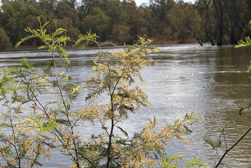 Wattle next to the Murray River 