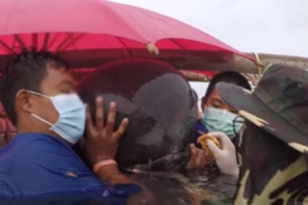 Three people in facemasks in water up to their necks hold a whale, there is a sunshade as well