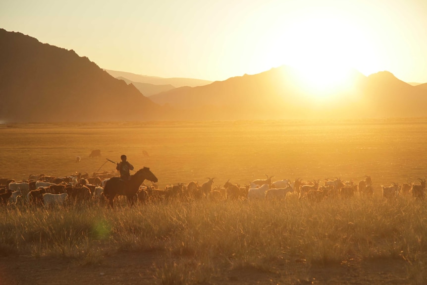 Farmer on a horse herds goat as the sun sets in Mongolia.
