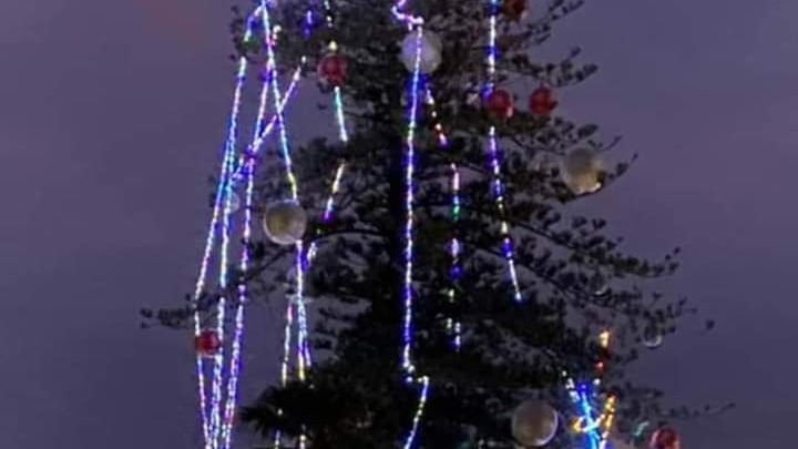 Norfolk pine with disentagled lights