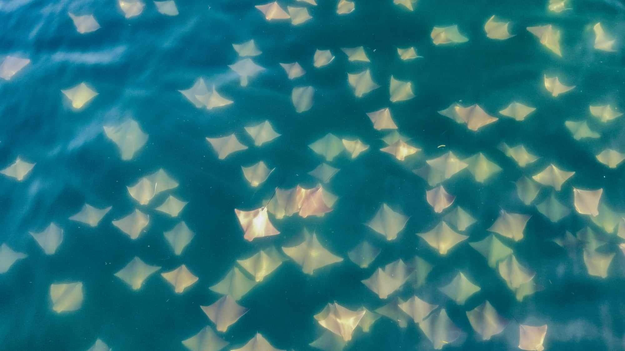 Close up of fever of Australian cownose rays off Forster Main Beach