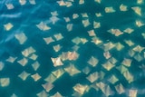 Dozens of Australian diamond shaped rays at the surface of the ocean