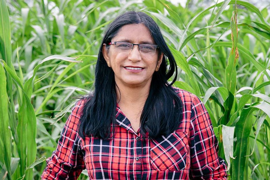 Scientist in a green field of crops.