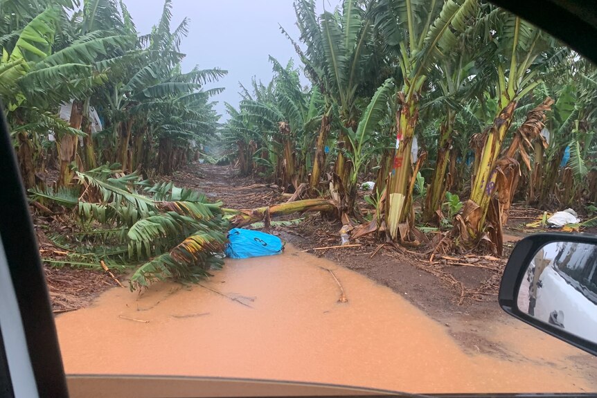 one banana tree pushed over on the farm, with water puddles