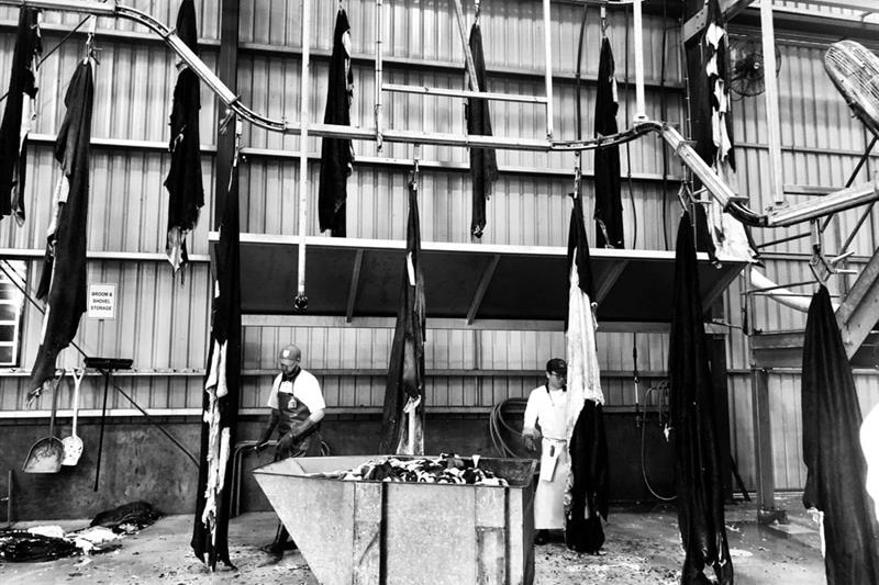 Photo of cattle hides travel along a conveyor belt.