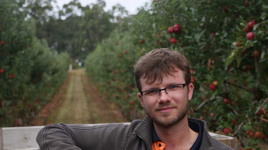 A backpackers stands in an apple orchard in Manjimup, WA.