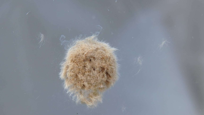 Cluster of cup moth eggs on a window, appearing to be a furry dot