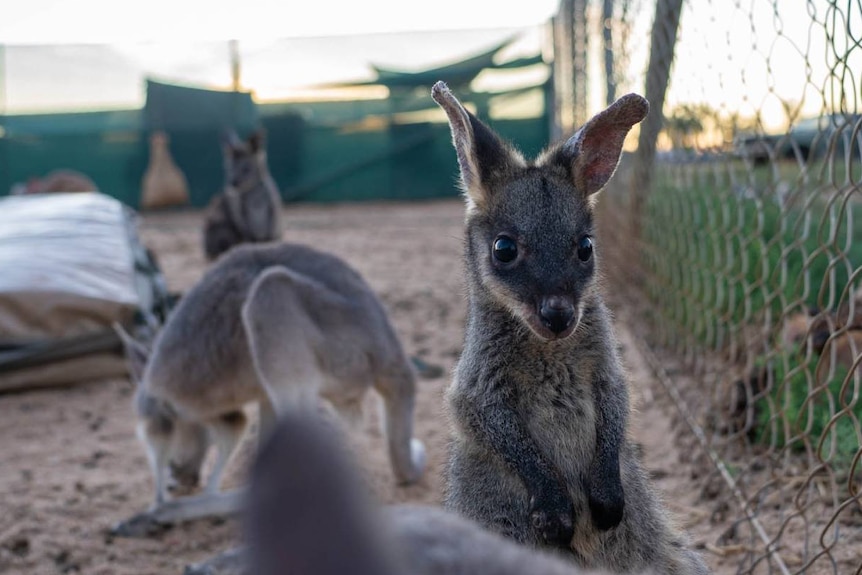 A small kangaroo stands next to a chain-link fence and looks inquisitively at the camera.
