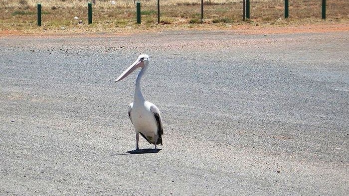 Rain lures pelicans to Red Centre desert waterholes