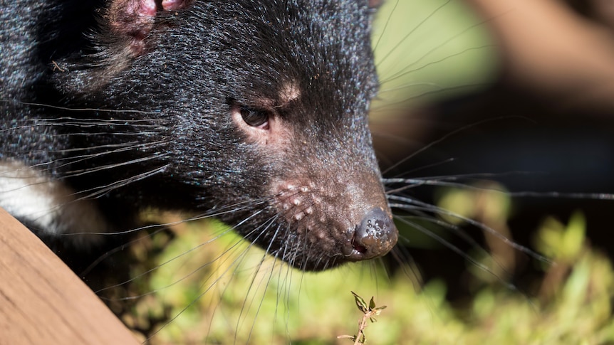 Close up of Tasmanian devil