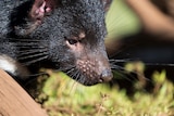 Close up of Tasmanian devil