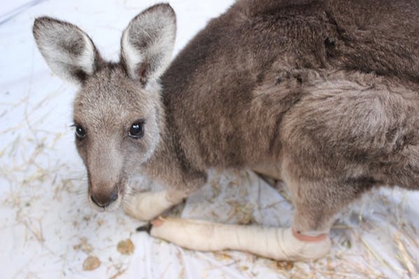 Kangaroo with burns to all four limbs after a fire