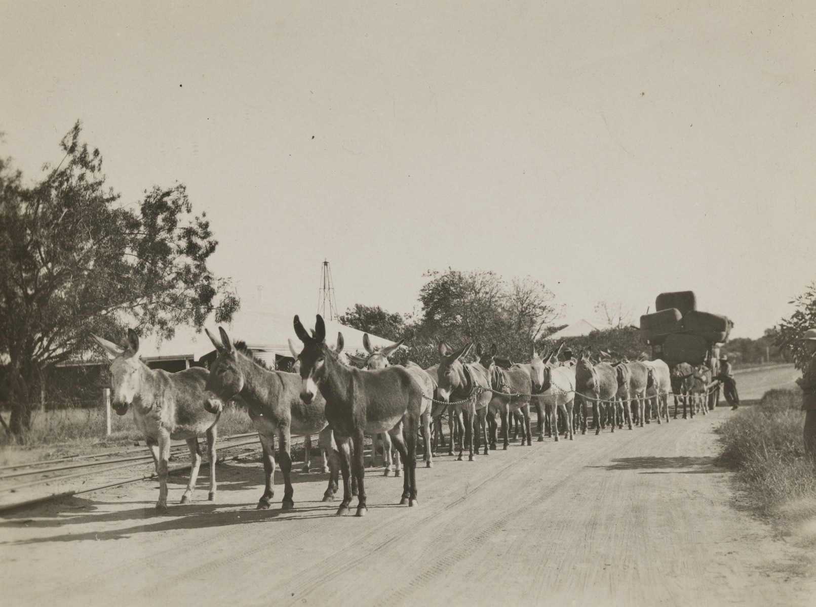 Donkeys hitched to a loaded wagon in the distance