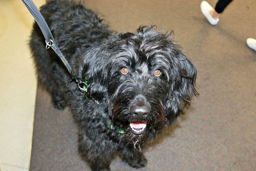 Therapy dog Maggie at Victoria University