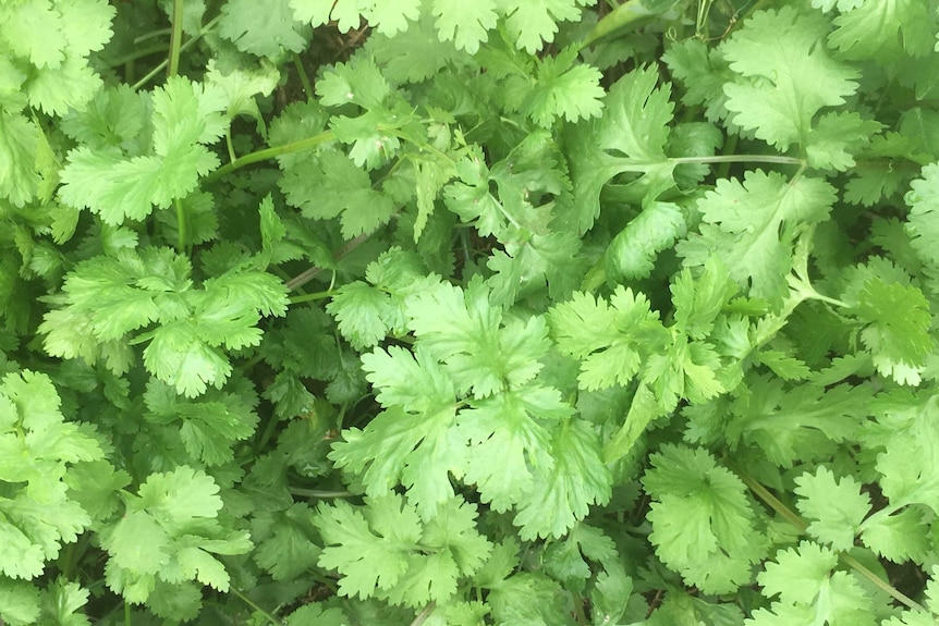 Coriander, dill, parsley and Thai basil are among the herbs grown by Stu Venn.