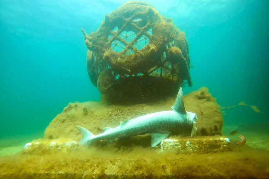 A decapitated tiger shark lays on the ocean floor in front of a diver helmet sculpture.