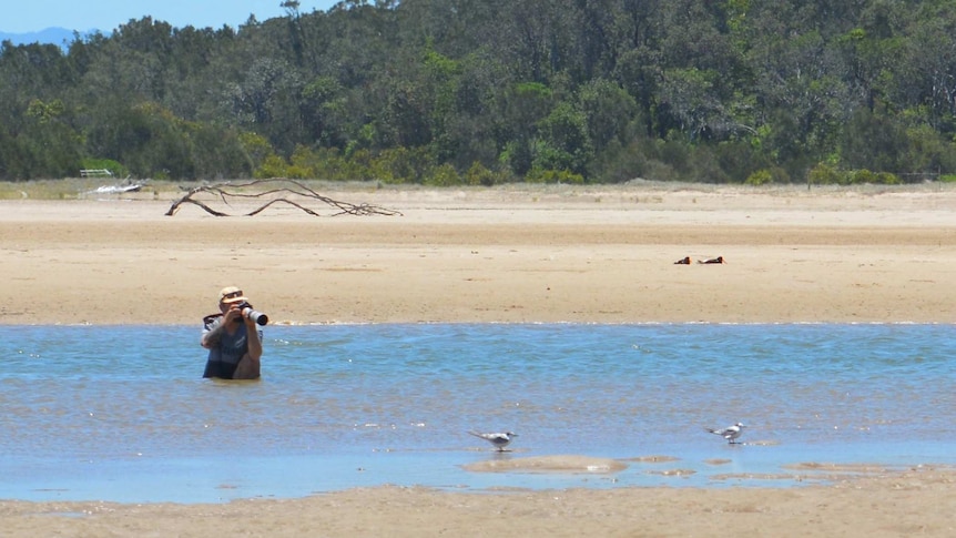 A man, immersed in water at a coastal sandbar, takes photos of a rare bird
