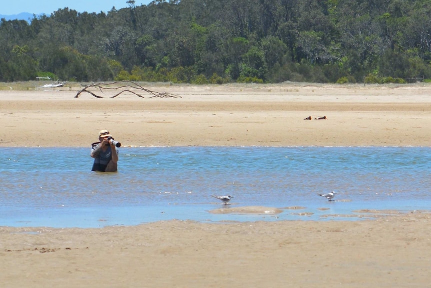 A man, immersed in water at a coastal sandbar, takes photos of a rare bird