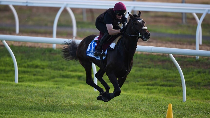 Kingfisher during the Melbourne Cup trackwork at Werribee on November 1, 2015.