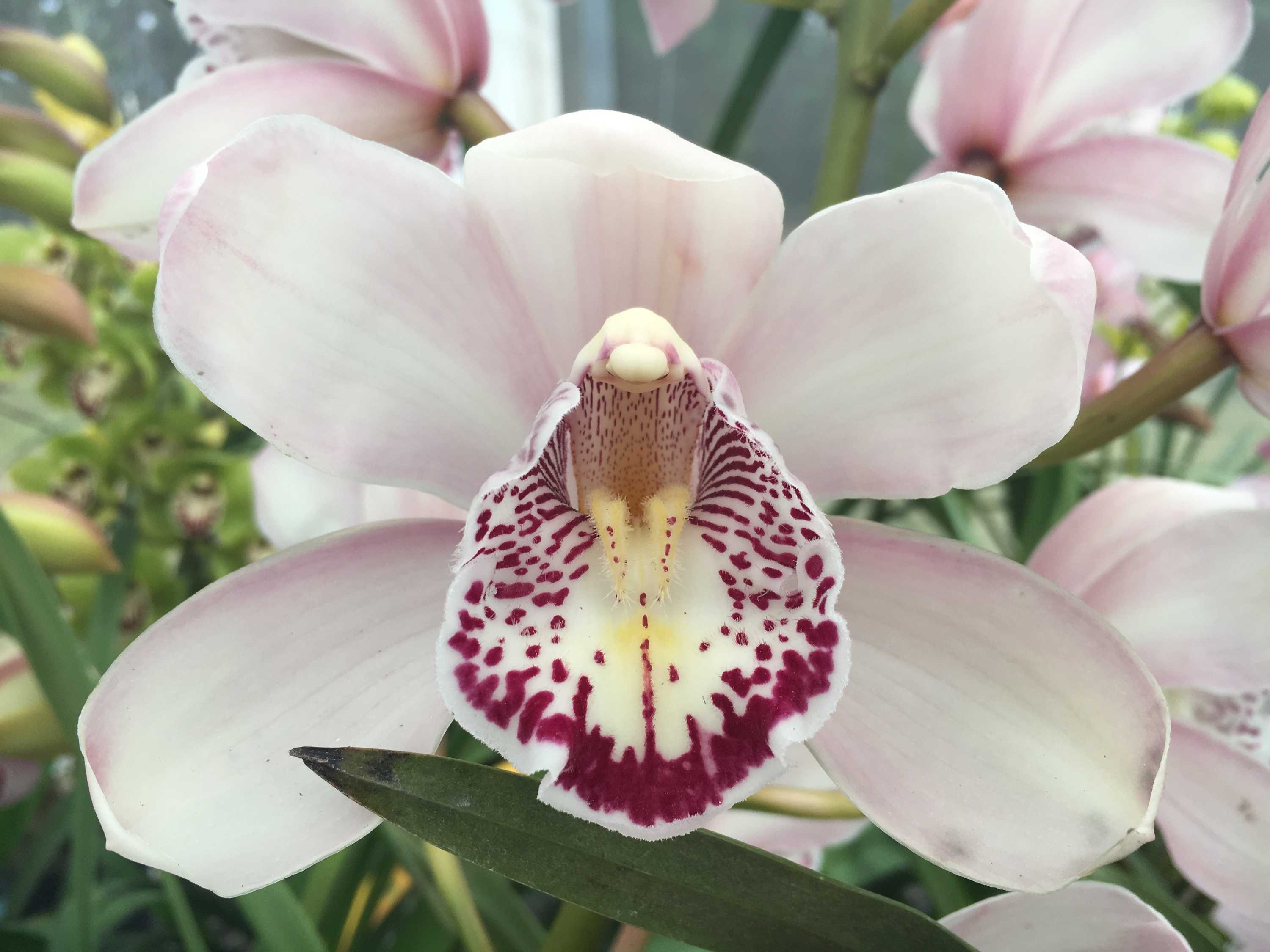 Cymbidium orchids a blooming business for retired Sunshine Coast couple