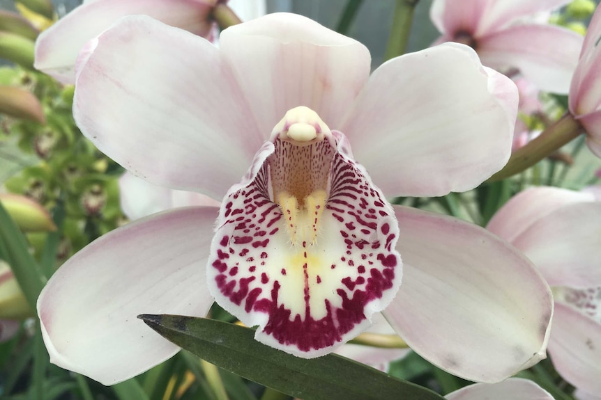 A close-up of a pale pink cymbidium orchid flower.