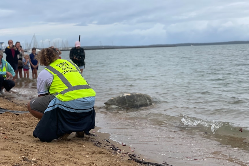 A boy in a high-vis vest crouches beside a turtle swimming crawling into the ocean