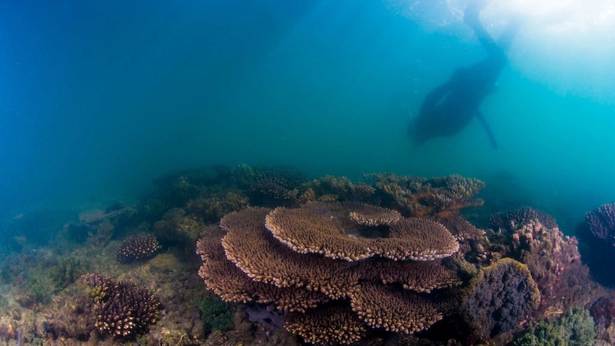 A reef at Moreton Bay.