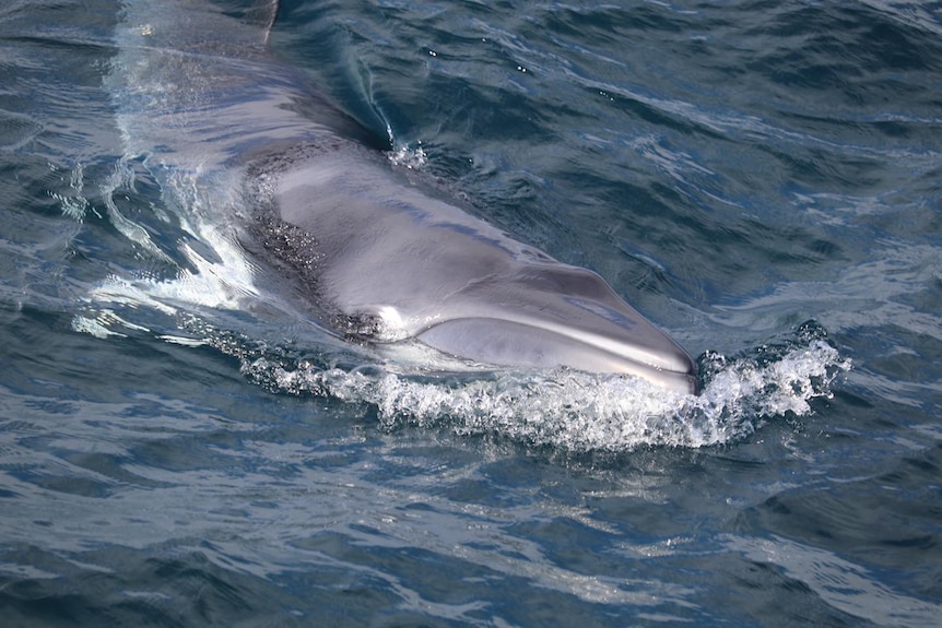 a whale gliding through the water