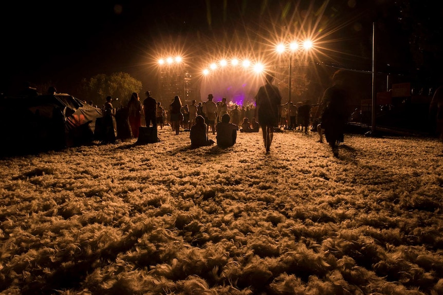 Duck feathers cover the ground of the Botanic Park at Womadelaide.