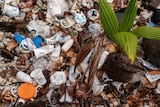 Plastic cups and bottles with a sprouting coconut, Direction Island