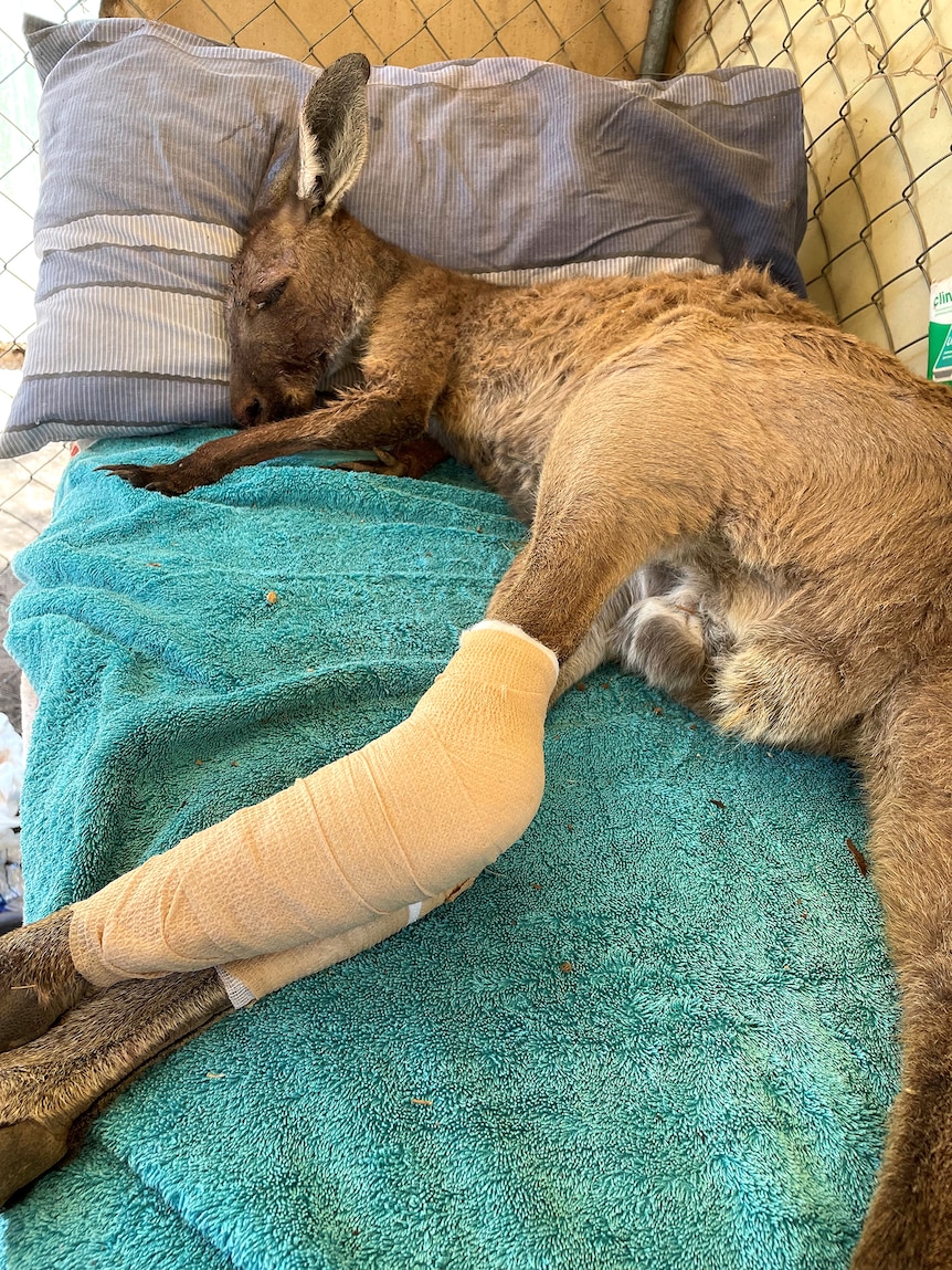 A kangaroo with bandages on its legs lays on a bed.