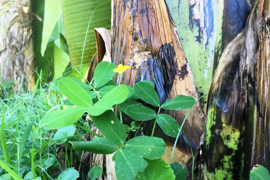 A close-up shot of a yellow-flowering peanut legume being used as a ground cover at the base of banana plants