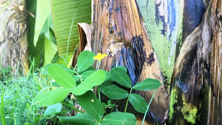 A close-up shot of a yellow-flowering peanut legume being used as a ground cover at the base of banana plants