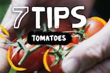 7 Tips tomatoes in a graphic over the hands holding tomatoes for story about how to grow tomatoes