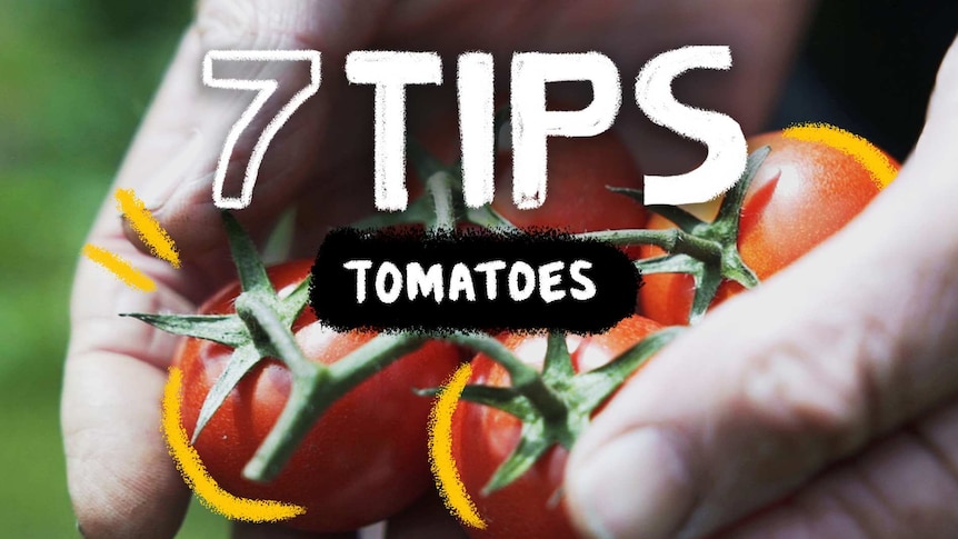 7 Tips tomatoes in a graphic over the hands holding tomatoes for story about how to grow tomatoes