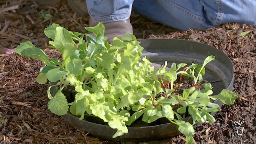 Tray filled with green-leafed plants