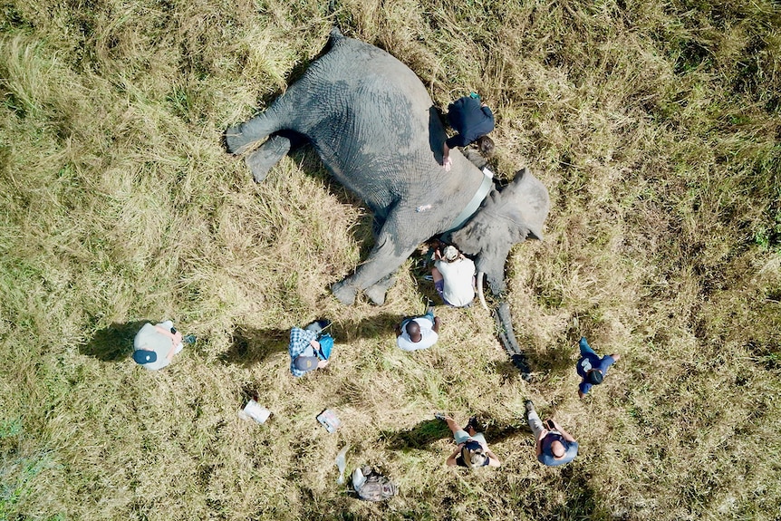 Elephant lying on the ground surrounded by researchers