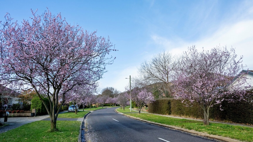 A road lined with pink flowering street trees. 