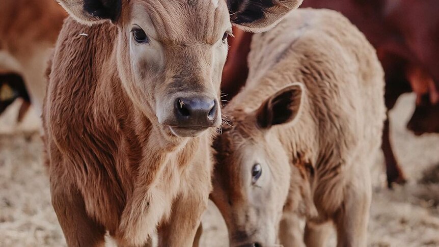 Two brown calves playing.