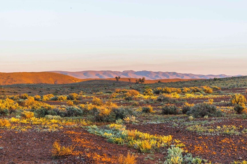 Beltana Station pasture