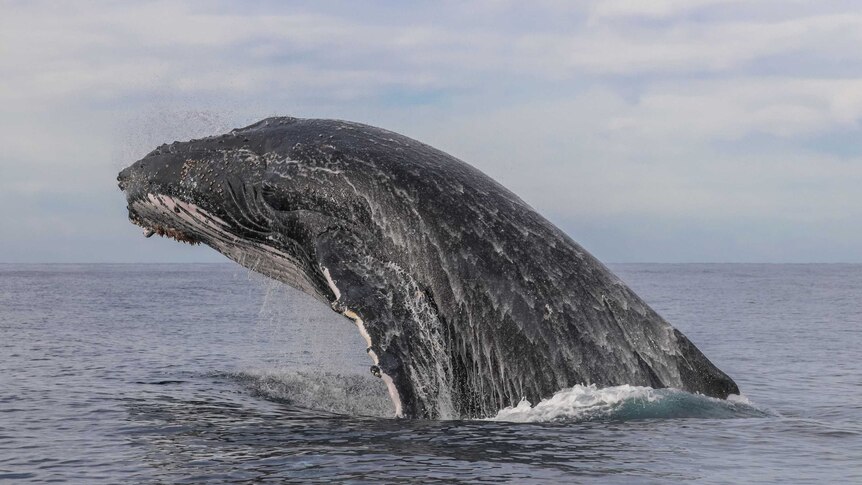 head of humpback whale out of water