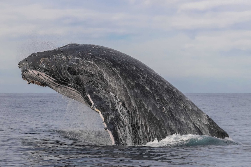 head of humpback whale out of water