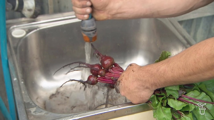 Radishes being washed in a laundry tub with a garden hose.