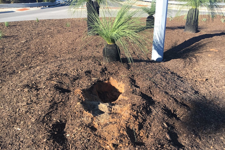 A hole in the ground from where a grass tree was stolen.