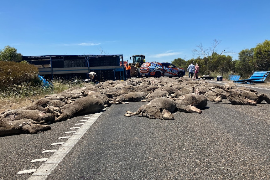 Dozens of sheep lay on a road. In the background is a truck, tractor, car and a few people with scattered debris