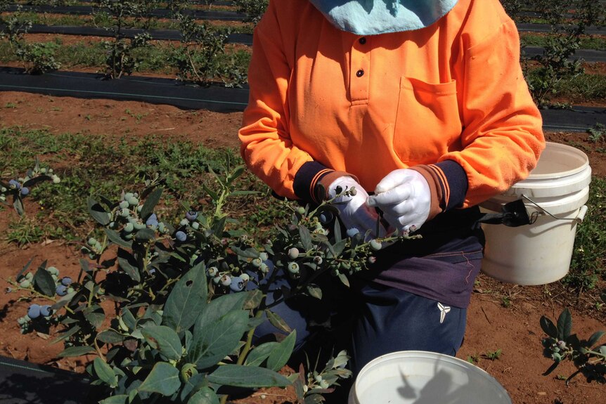 A worker on a farm picking blueberries.