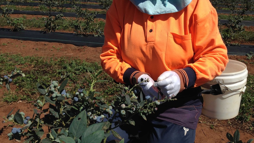 blueberry picking